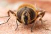 Eristalis tenax